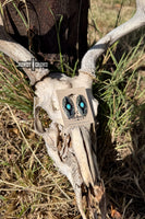 Saguaro Drifter Studs